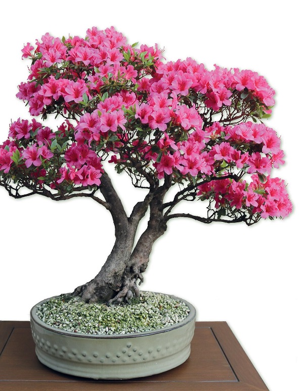 Esposizione di azalee bonsai